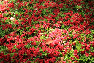 クルメツツジ(ツツジ）