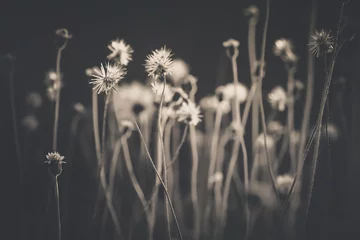 Fototapete Grau 2 Abstrakter weicher und verschwommener Fokus Grasblume auf Schwarz und Weiß