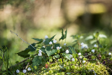 blühendes Buschwindröschen im Wald
