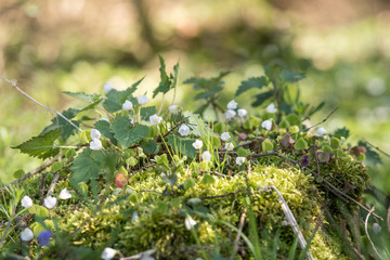 blühendes Buschwindröschen im Wald