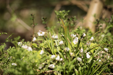 blühender Klee im Wald