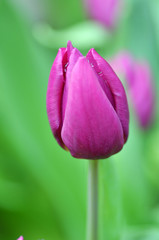 Fototapeta na wymiar Beautiful of tulips