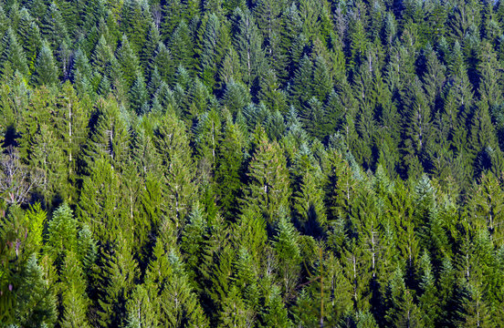 Green spruce forest
