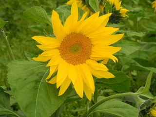 Sonnenblume