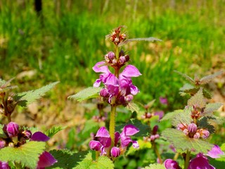 Dead nettle on meadow