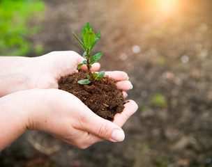 Female hands keeping young plant against the soil. Ecology conce