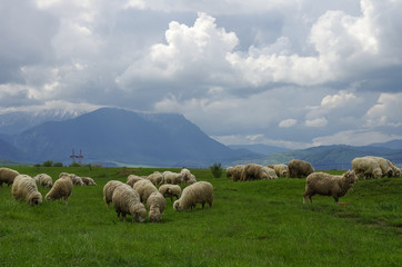 Sheep on the meadow near road with Fagaras Mountains on background, Southern Carpathians, Transylvania, Romania