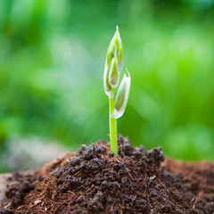 Young plant growing on dry soil with green background under the