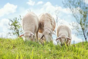 Crédence de cuisine en verre imprimé Moutons Nourrir les moutons à l& 39 herbe