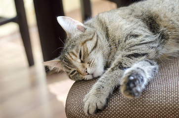 Grey cat laying and sleeping in bed