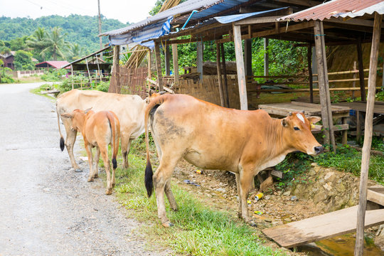 Scenery on the way in the north of Laos. Main road to Luang Prab