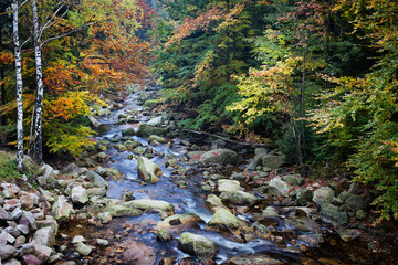 Stream in Autumn Mountain Forest