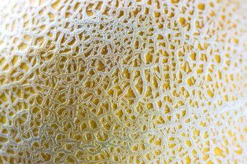 Fresh melon skin macro shot