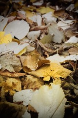 Autumn background