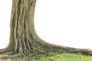 Roots of a tree isolated on white background.  © yotrakbutda