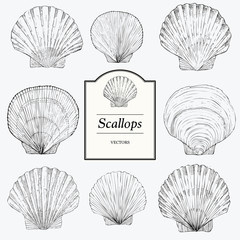 Hand Drawn Scallop Illustratons