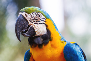 Blue-and-yellow macaw (Ara ararauna), big clever bright parrot. © Konstantin Aksenov