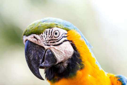 Blue-and-yellow macaw (Ara ararauna), big clever bright parrot.