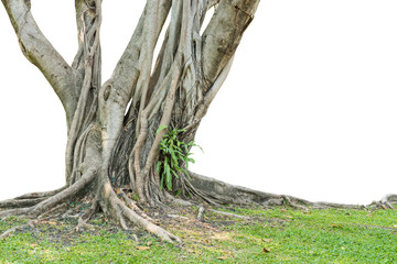 Roots of a tree isolated on white background. 