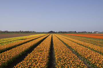 Beautiful dutch tulips field with a blue sky. Famous dutch tulip flowers in Holland.