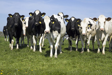 Dutch holsteiner Cows on farmland