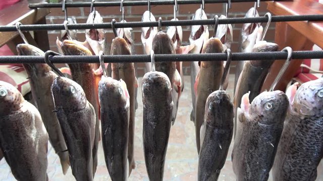 Forellen und Saiblinge werden zum R&auml;uchern vorbereitet