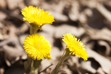 First spring flowers