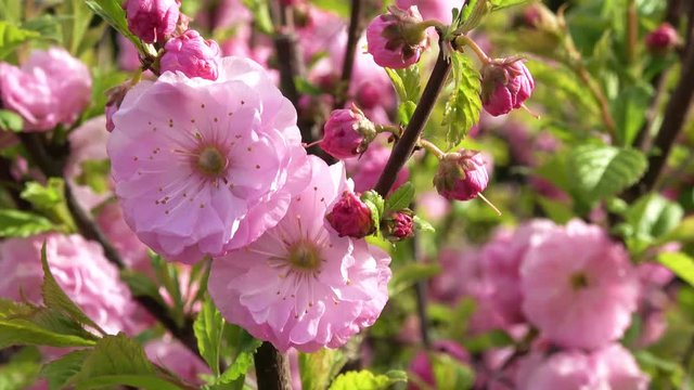 ein sch&ouml;ner Busch von Mandelr&ouml;schen steht im Garten