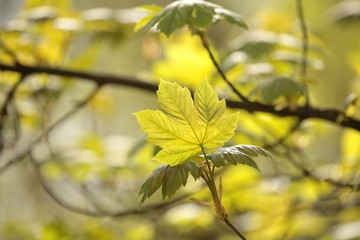 Spring maple leaf in the forest