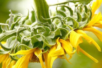 close up of back sunflower