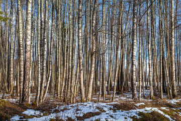 Sunny trunks of birch trees - winter serenity.