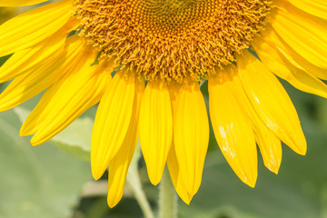 Sunflower in full bloom.