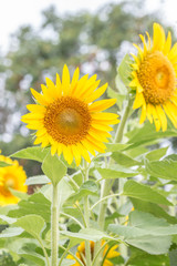 Obraz premium Sunflower in full bloom.