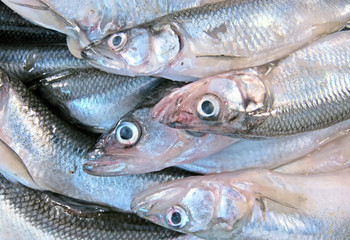 European smelt