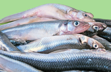 Obraz premium European smelt