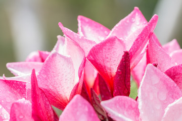 Pink plumeria (frangipani) flowers.