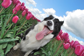 A funny dog in flowers