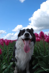 Czarno-biały pies w różowych tulipanach - obrazy, fototapety, plakaty