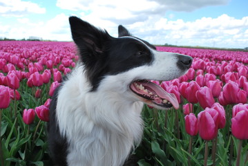 Border collie in a field of tulips in the Netherlands