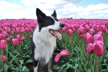Black and white dog in a field of tulips