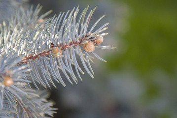 Young sprouts on a blue spruce