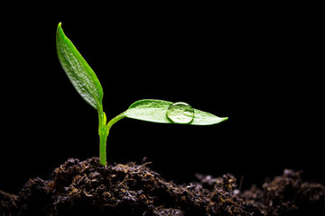 Seedling with water drop