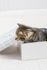 small kitten stuck in a gift box, cuddly animal sweet face