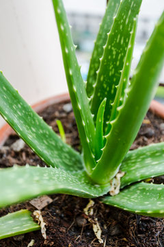 aloe vera plant leaves