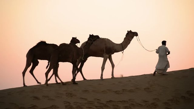 Indian nomad man walking three camels on the sand dune at Great Thar desert, near Jaisalmer.