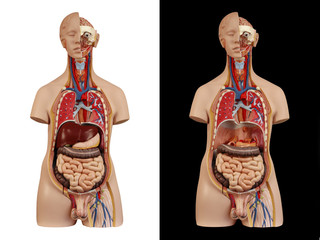 Anatomical model  unisex torso