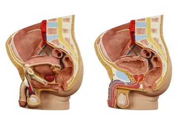 Foto op Plexiglas Anatomical model male pelvis © gna60