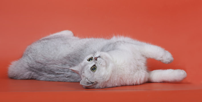 Кошечка