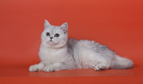 Шотландская кошка