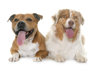 staffordshire bull terrier and australian shepherd